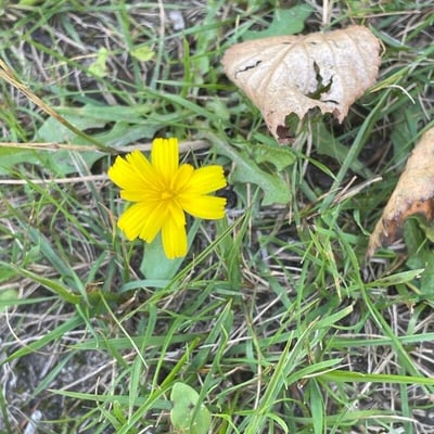 Leontodon saxatilis — flower