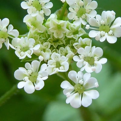 Chaerophyllum temulum — flower