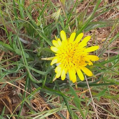 Tragopogon pratensis — flower