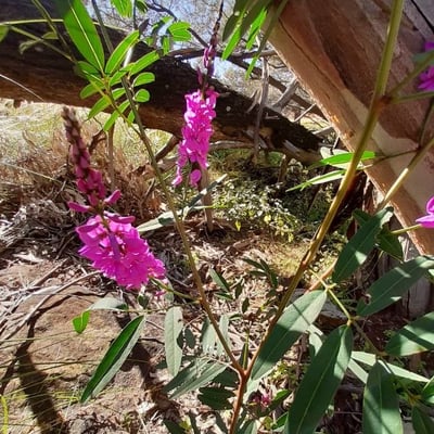 Indigofera australis — flower