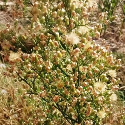 Erigeron sumatrensis — flower