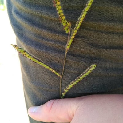 Paspalum scrobiculatum — flower