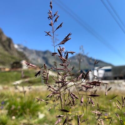 Agrostis alpina — leaf