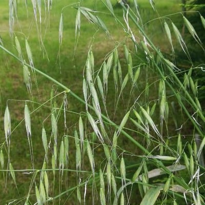 Avena strigosa — flower