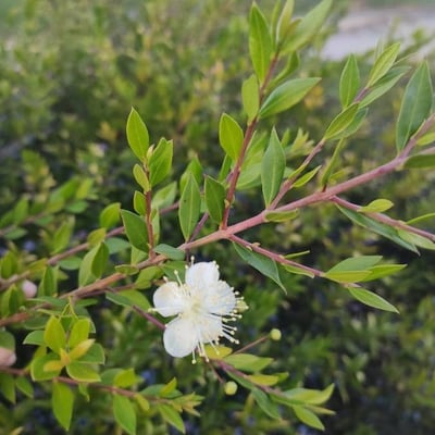 Myrtus communis — flower