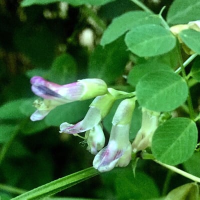 Vicia dumetorum — flower