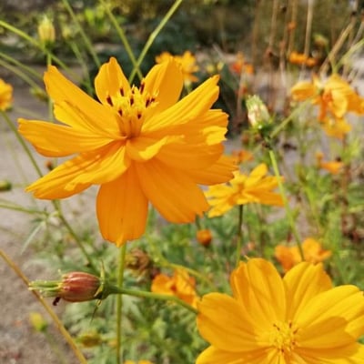 Cosmos sulphureus — flower