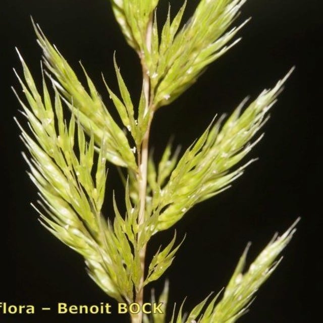 Gastridium ventricosum — flower