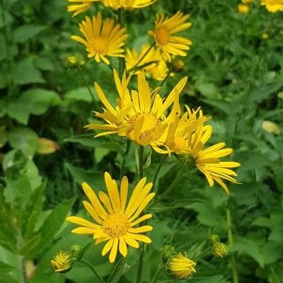 Doronicum austriacum — flower