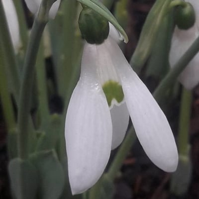 Galanthus nivalis — flower