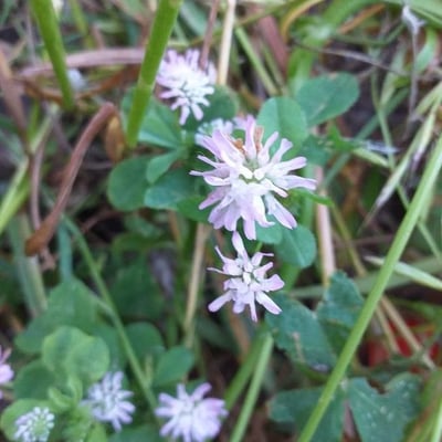 Trifolium resupinatum — flower