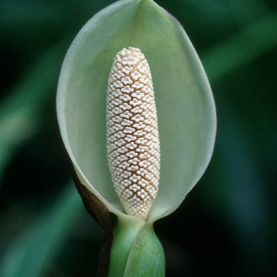 Syngonium podophyllum — flower