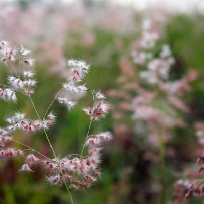 Melinis repens — flower