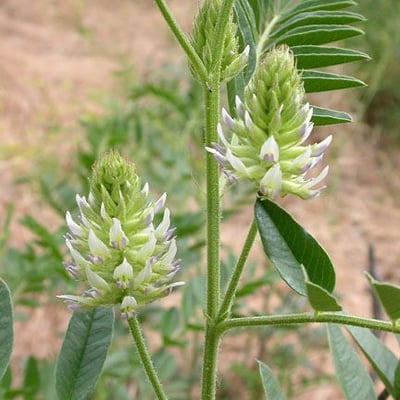 Glycyrrhiza lepidota — flower