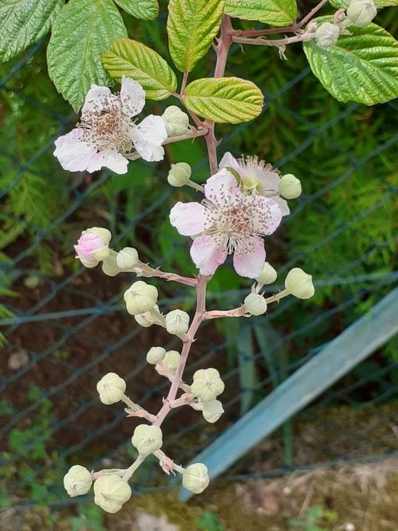 Railway bramble