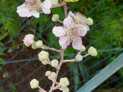 Railway bramble