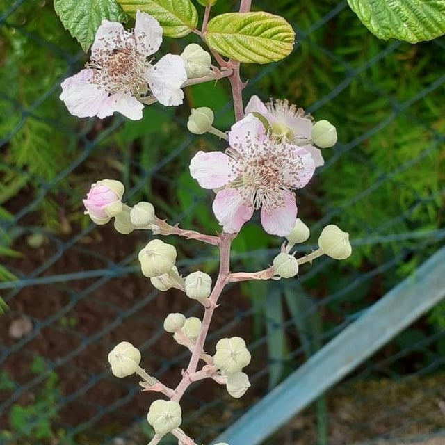 Railway bramble