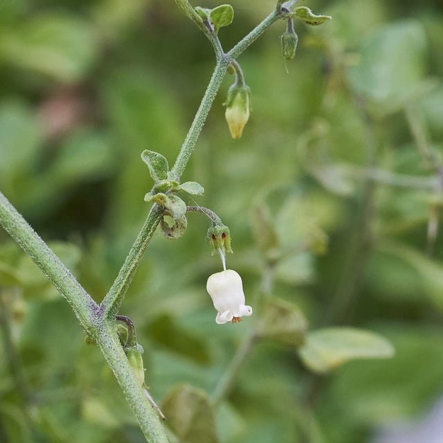 Salpichroa origanifolia — flower