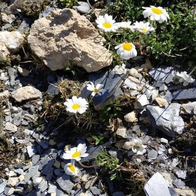 Leucanthemopsis alpina — flower