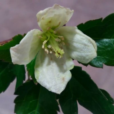 Clematis cirrhosa — flower