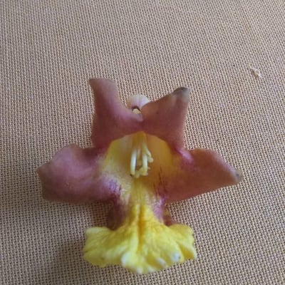 Gmelina arborea — flower