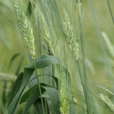 Triticum turgidum subsp. durum — flower