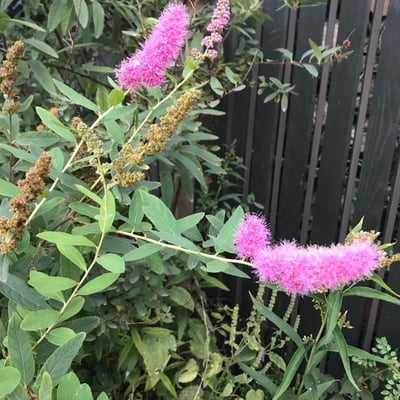 Spiraea salicifolia — flower