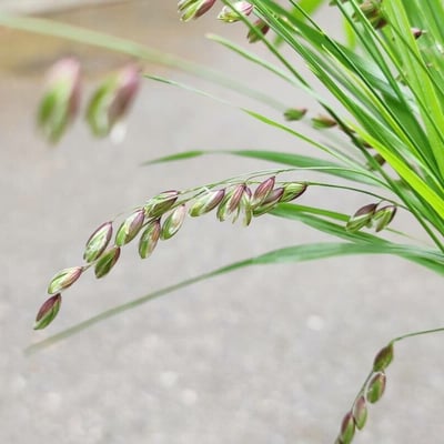 Melica nutans — flower