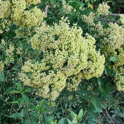 Baccharis halimifolia — flower