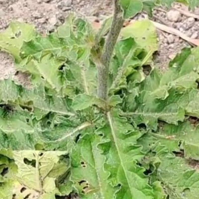 Elephantopus scaber — leaf