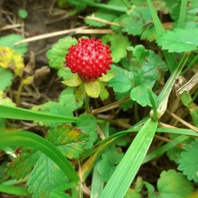 Potentilla indica — flower