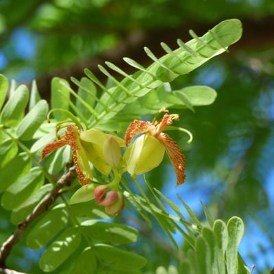 Tamarindus indica — flower