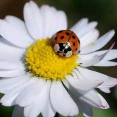 Bellis annua — flower
