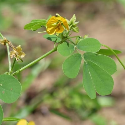 Senna tora — flower