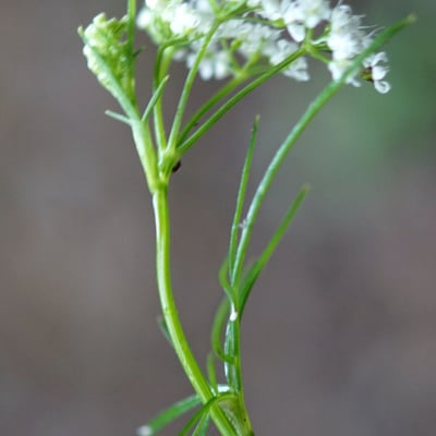 Bunium bulbocastanum — flower