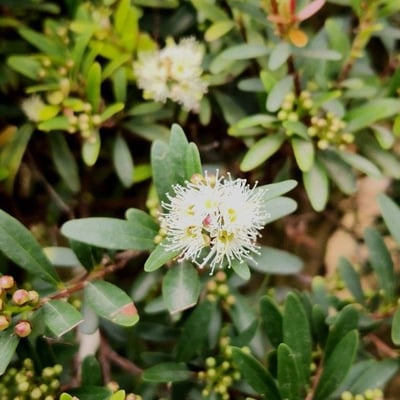 Syzygium buxifolium — flower