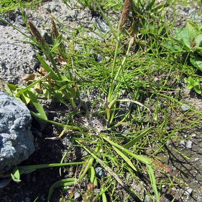 Agrostis exarata — leaf