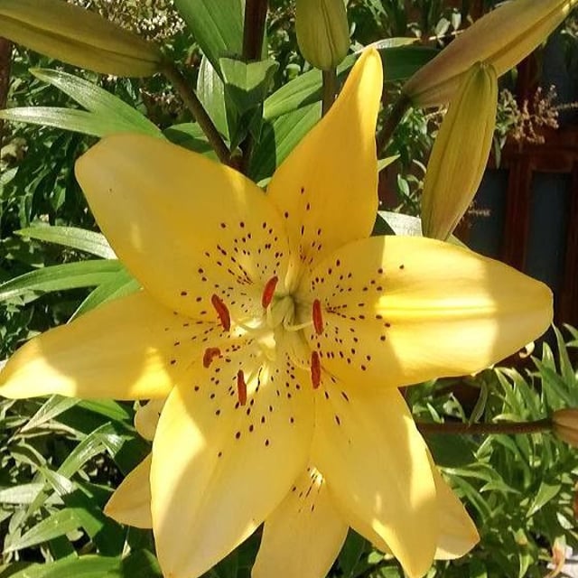 Lilium bulbiferum — flower