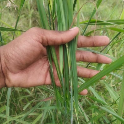 Rottboellia cochinchinensis — leaf
