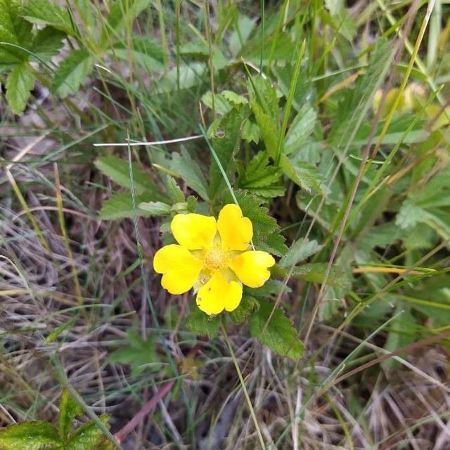 Potentilla anglica — flower