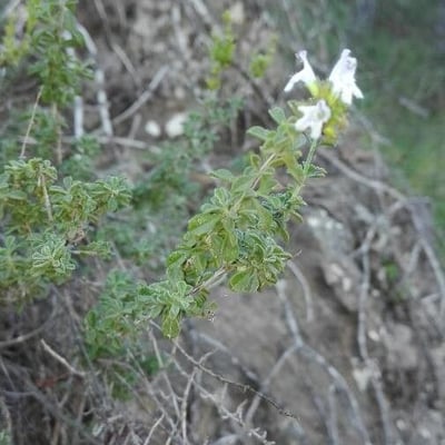 Satureja cuneifolia — flower