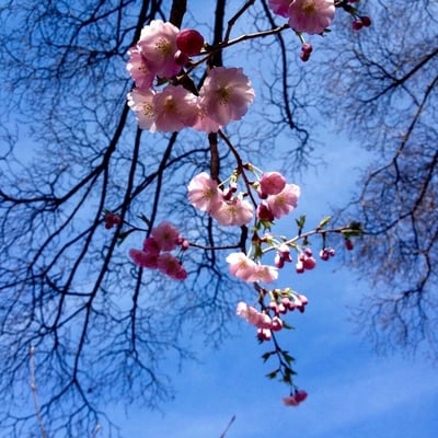 Prunus serrulata — flower