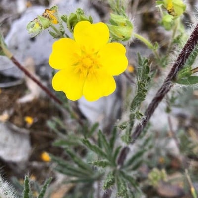 Potentilla heptaphylla — flower