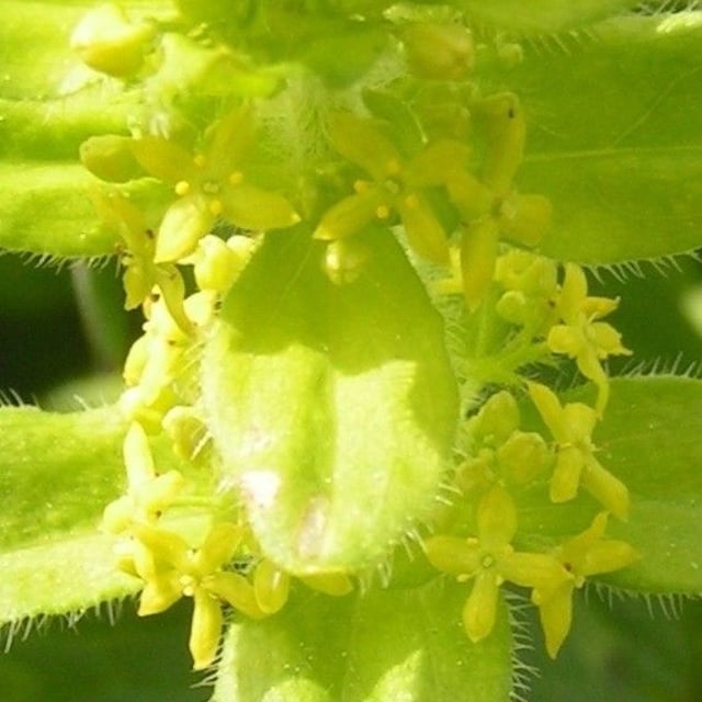 Cruciata laevipes — flower