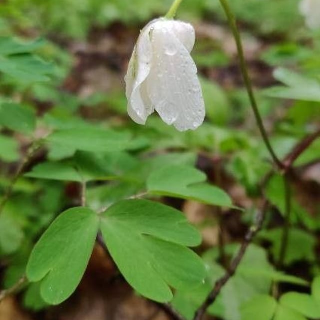 Isopyrum thalictroides — flower