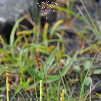 Agrostis mertensii — habit