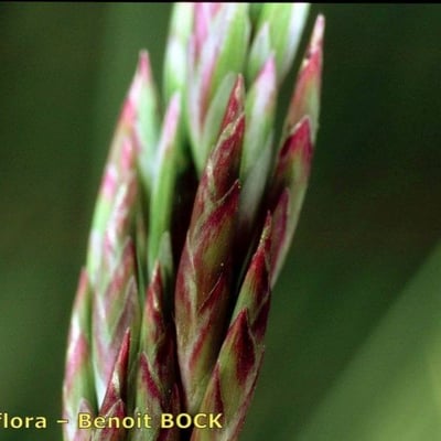 Puccinellia fasciculata — fruit