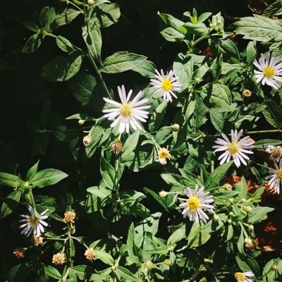 Aster ageratoides — flower