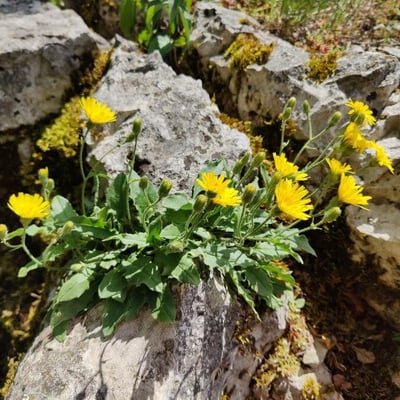 Hieracium humile — flower