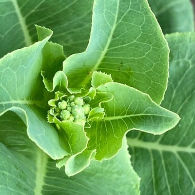 Lactuca sativa — flower